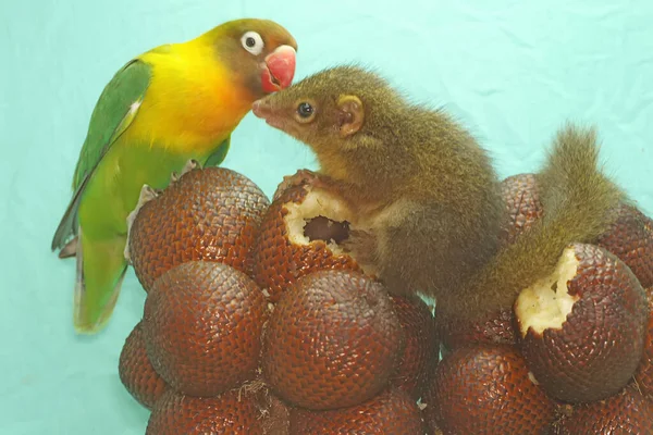 Javan Treeshrew Eating Snakefruit Rodent Mammal Has Scientific Name Tupaia — Stok fotoğraf