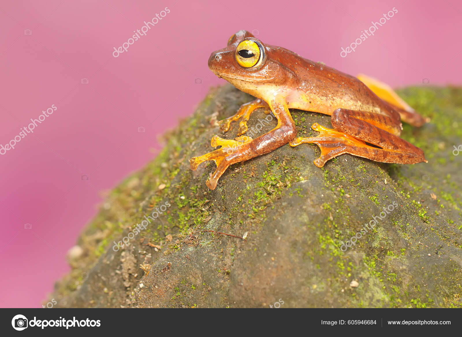 Brown Tree Frog Hunting Prey Rock Overgrown Moss Amphibian Has