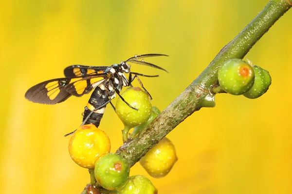 Papillon Nuit Perche Sur Une Branche Une Plante Sauvage Fructification — Photo