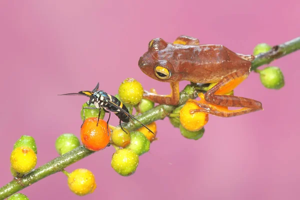 Tree Frog Preparing Prey Moth Branch Fruiting Wild Plant Amphibian — Photo