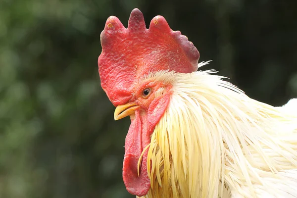 Coq Était Perché Sur Une Branche Arbre Sec Les Animaux — Photo