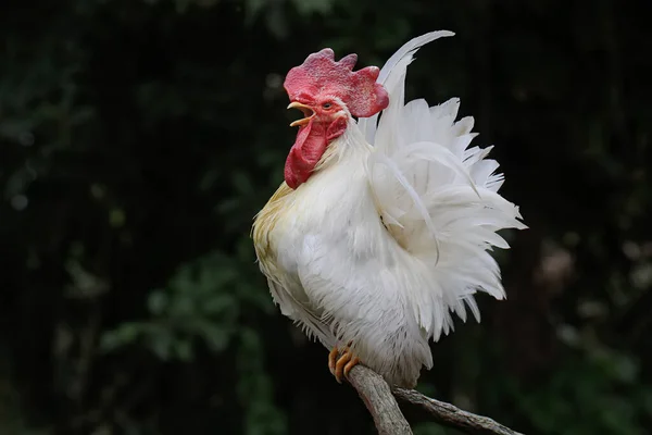 Galo Estava Empoleirado Galho Árvore Seca Animais Que São Cultivados — Fotografia de Stock