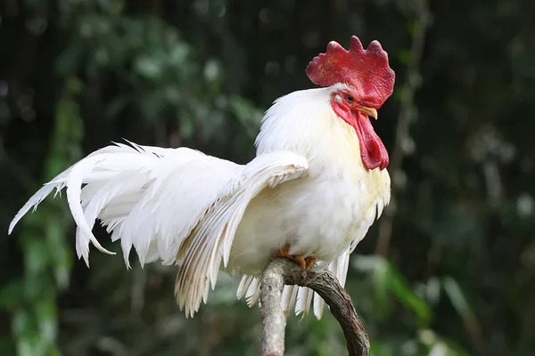 Galo Estava Empoleirado Galho Árvore Seca Animais Que São Cultivados — Fotografia de Stock