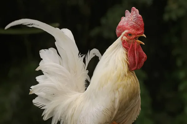 Ein Hahn Hockte Auf Einem Trockenen Ast Tiere Die Wegen — Stockfoto