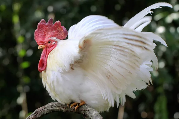 Coq Était Perché Sur Une Branche Arbre Sec Les Animaux — Photo