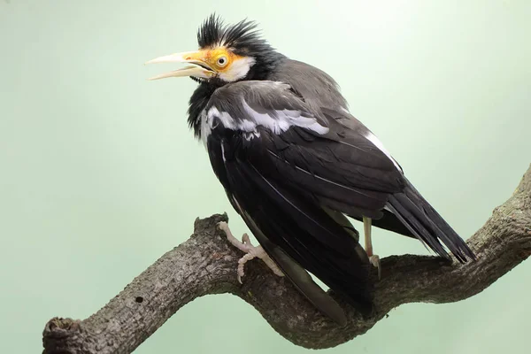 Asiatisk Pied Starling Sitter Torr Trädgren Denna Vackra Uttryckta Fågel — Stockfoto