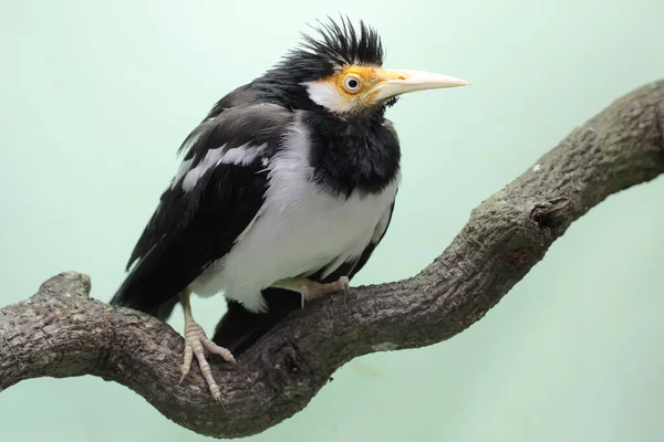 Asian Pied Starling Perched Dry Tree Branch Beautiful Voiced Bird — Stock Photo, Image