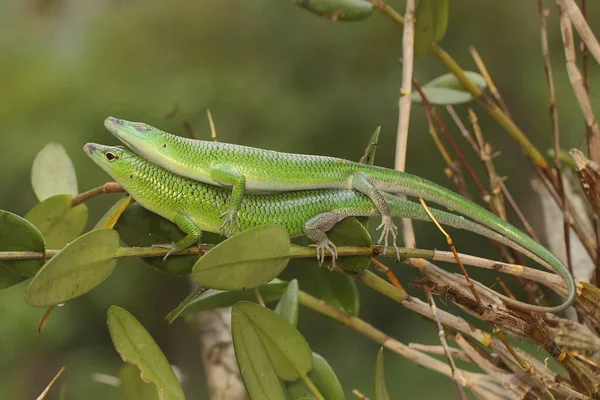 Par Pieles Árbol Esmeralda Están Preparando Para Aparearse Este Reptil — Foto de Stock