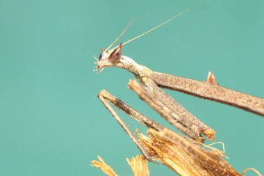 Bir zürafa peygamber devesi bir çalılıkta av arıyor. Bu böceğin bilimsel adı Euchomenella heteroptera. 