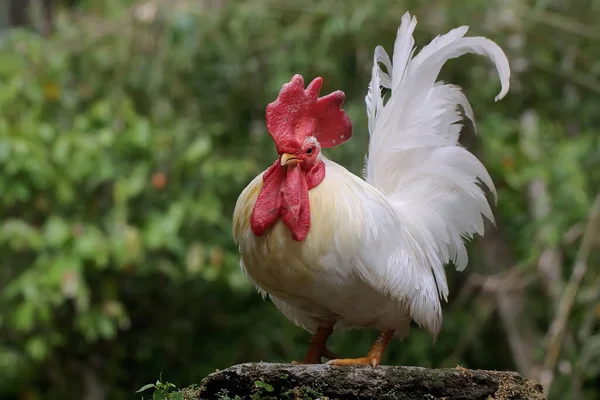 Galo Branco Está Forragear Numa Rocha Coberta Musgo Animais Que — Fotografia de Stock