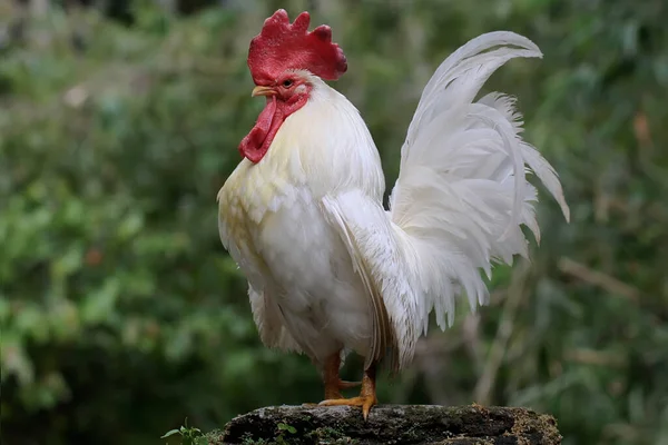 Galo Branco Está Forragear Numa Rocha Coberta Musgo Animais Que — Fotografia de Stock