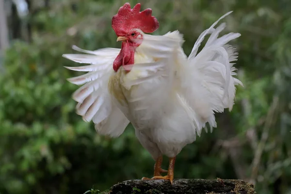 Een Witte Haan Foerageert Een Rots Begroeid Met Mos Dieren — Stockfoto