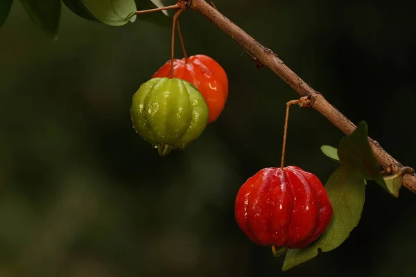 Surinam Cherry Tree Branches Filled Fruit Plant Has Scientific Name — Stock Photo, Image