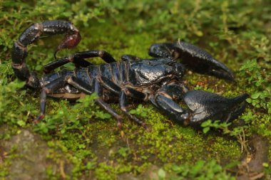 Asyalı bir orman akrebi yosun kaplı bir kayanın üzerinde avını arıyor. Bu iğneleyici hayvanın bilimsel adı Heterometrus spinifer.