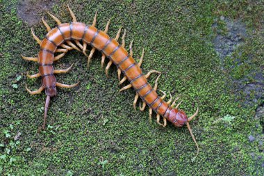 Bir kırkayak çalılıklarda avını arıyor. Bu çoklu bacaklı hayvanın bilimsel adı Scolopendra Morsitans..