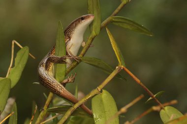 Yaygın bir güneş lekesi günlük aktivitelerine başlamadan önce güneşleniyor. Bu sürüngenin bilimsel adı Mabouya multifasciata.. 