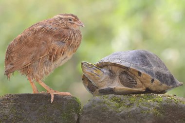 Kahverengi bir bıldırcın ve tatlı su kaplumbağası yosun kaplı bir kayanın üzerinde yiyecek arıyorlar. Bu tahıl yiyen kuşun bilimsel adı Coturnix coturnix..