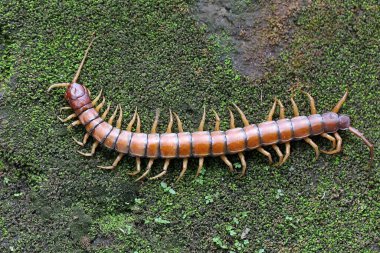 Bir kırkayak bir çalılıkta av arıyor. Bu çoklu bacaklı hayvanın bilimsel adı Scolopendra Morsitans..