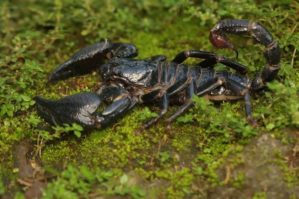 Een Aziatische Bosschorpioen Zoek Naar Prooi Een Rots Begroeid Met — Stockfoto