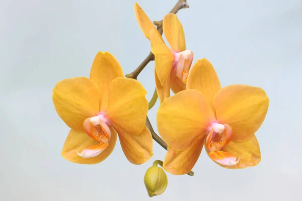 Krása Orchideje Plném Rozkvětu Tato Krásná Květina Vědecké Jméno Phalaenopsis — Stock fotografie