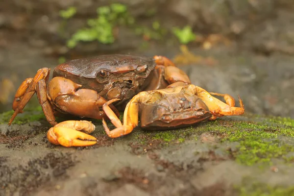 Crabe Des Champs Montre Une Expression Prête Attaquer Cet Animal — Photo