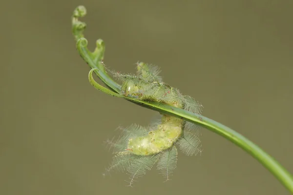 Una Oruga Del Barón Común Está Comiendo Una Hoja Helecho — Foto de Stock