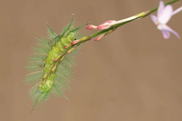 一般的なバロンの毛虫は 野生の植物から花を食べています その髪は彼らのかゆみに触れる人間の皮膚を作る昆虫は 科学的な名前を持っていますEuthalia Aconthea — ストック写真