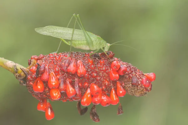 Dlouhonohý Kobylka Hledá Potravu Křoví Tento Hmyz Vědecké Jméno Mecopoda — Stock fotografie