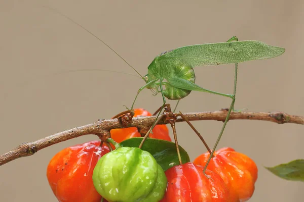 Dlouhonohý Kobylka Hledá Potravu Křoví Tento Hmyz Vědecké Jméno Mecopoda — Stock fotografie