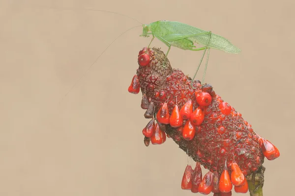一只长腿蚱蜢正在灌木丛中觅食 这种昆虫的学名为 Mecopoda Nipponensis — 图库照片