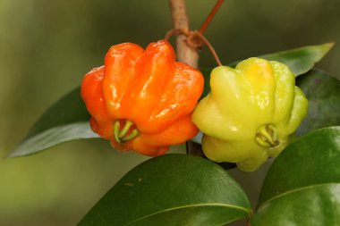 Meyve dolu Surinam kiraz ağacı dalları. Bu bitkinin bilimsel adı Eugenia uniflora.