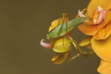 Uzun bacaklı bir çekirge çalılıklarda yiyecek arıyor. Bu böceğin bilimsel adı Mecopoda nipponensis..