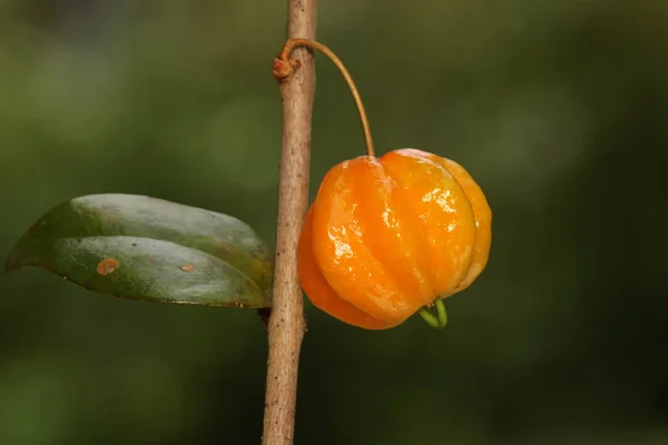 Surinam Kirschbaumzweige Gefüllt Mit Früchten Diese Pflanze Trägt Den Wissenschaftlichen — Stockfoto