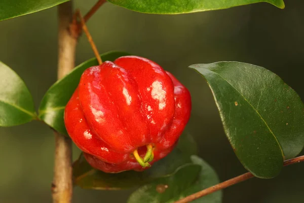 Surinam Cseresznyefa Ágak Tele Gyümölccsel Ennek Növénynek Tudományos Neve Eugenia — Stock Fotó