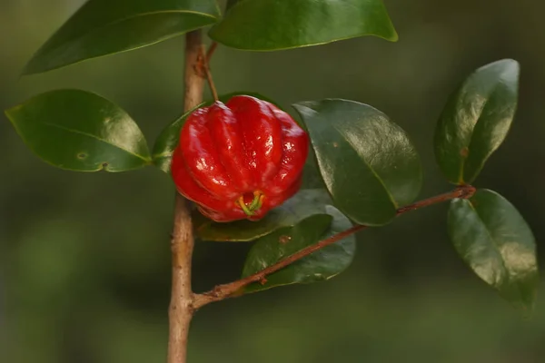 Wiśniowe Gałęzie Surinam Wypełnione Owocami Roślina Naukowe Imię Eugenia Uniflora — Zdjęcie stockowe
