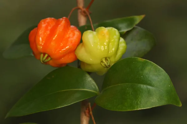 Surinam Cseresznyefa Ágak Tele Gyümölccsel Ennek Növénynek Tudományos Neve Eugenia — Stock Fotó