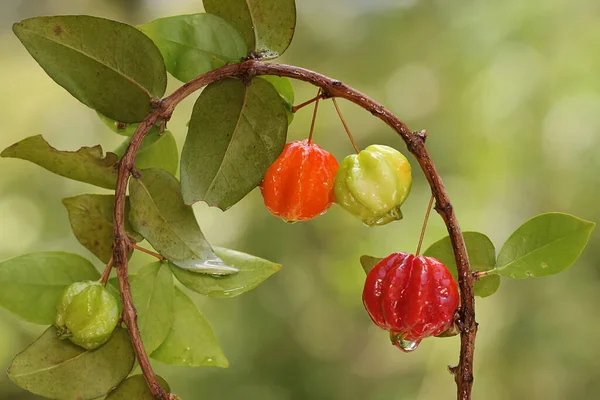 Surinam Kirschbaumzweige Gefüllt Mit Früchten Diese Pflanze Trägt Den Wissenschaftlichen — Stockfoto