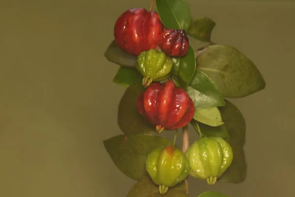 Surinam Körsbärsträd Grenar Fyllda Med Frukt Denna Växt Har Det — Stockfoto
