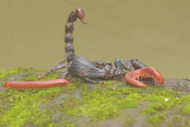 Bir Asya orman akrebi küçük bir böcek yiyor. Bu iğneleyici hayvanın bilimsel adı Heterometrus spinifer.