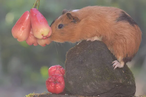 Adult Mother Guinea Pig Eating Pink Malay Apple Rodent Mammal — ストック写真