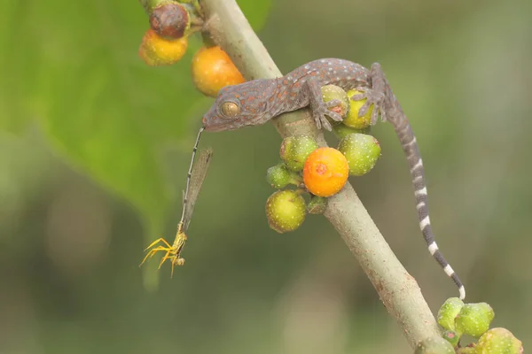 Jovem Tokay Gecko Está Comendo Uma Donzela Mato Este Réptil — Fotografia de Stock