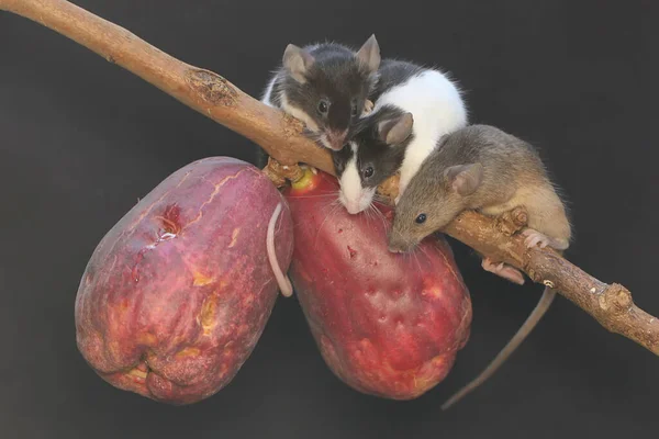 Tre Topi Stanno Mangiando Una Mela Malese Rosa Questo Mammifero — Foto Stock
