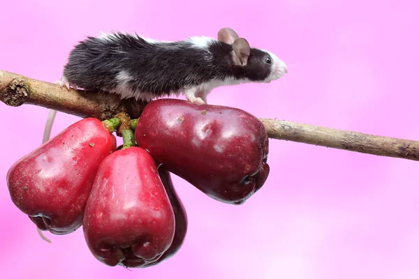 Mladá Myš Růžové Malajské Jablko Tento Hlodavec Savec Vědecké Jméno — Stock fotografie