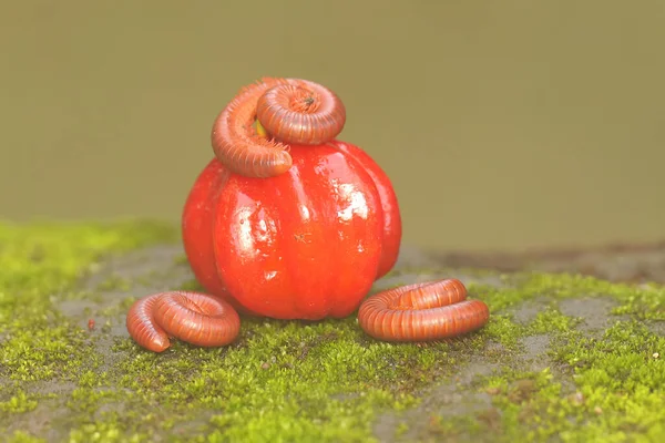 Three Rusty Millipedes Were Coiling Themselves Rock Overgrown Moss Animal — Stock Photo, Image
