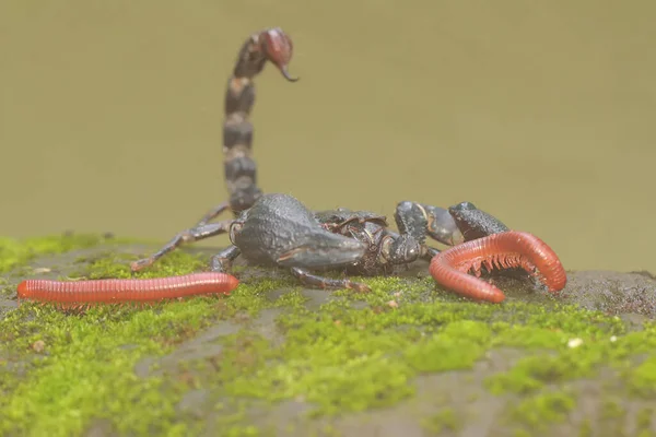 Een Aziatische Bosschorpioen Eet Een Klein Insect Dit Stekende Dier — Stockfoto