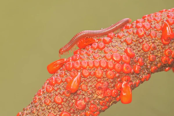 Três Milípedes Enferrujados Enrolavam Numa Rocha Coberta Musgo Este Animal — Fotografia de Stock