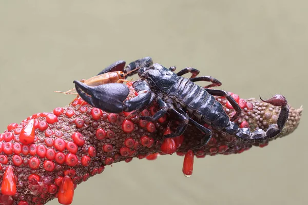 Azjatycki Leśny Skorpion Zjada Małego Owada Żądlące Zwierzę Naukowe Imię — Zdjęcie stockowe