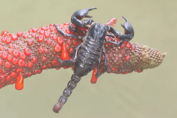 Asijský Lesní Škorpión Malý Hmyz Toto Bodavé Zvíře Vědecké Jméno — Stock fotografie