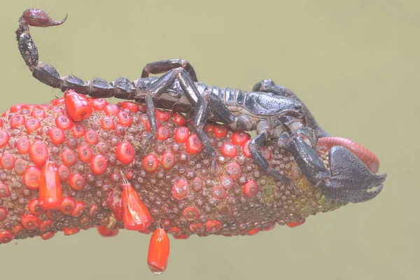 Azjatycki Leśny Skorpion Zjada Małego Owada Żądlące Zwierzę Naukowe Imię — Zdjęcie stockowe