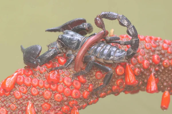 アジアの森林サソリは小さな昆虫を食べている この動物にはヘテロメルス スピニファーという学名があります — ストック写真